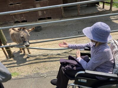 今月生まれた子牛