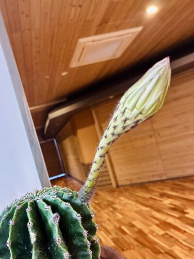 サボテンの花
