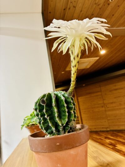 サボテンの花