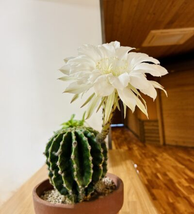 サボテンの花