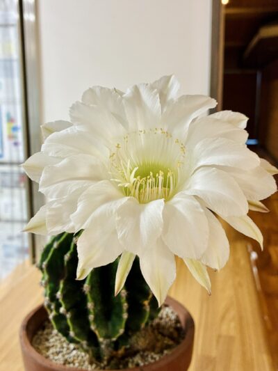 サボテンの花