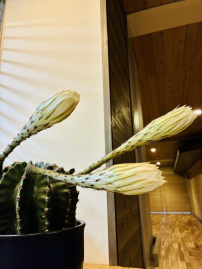 サボテンの花