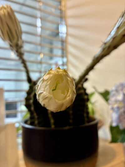 サボテンの花
