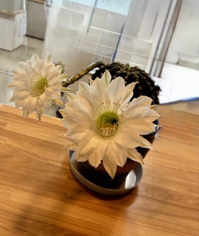 サボテンの花がまた咲きました！【管理】