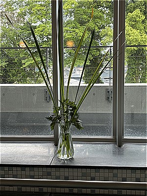 菖蒲
